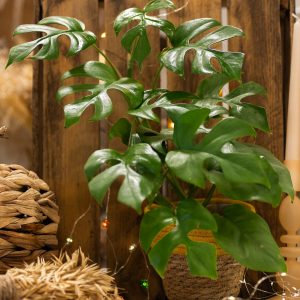 plante de la semaine