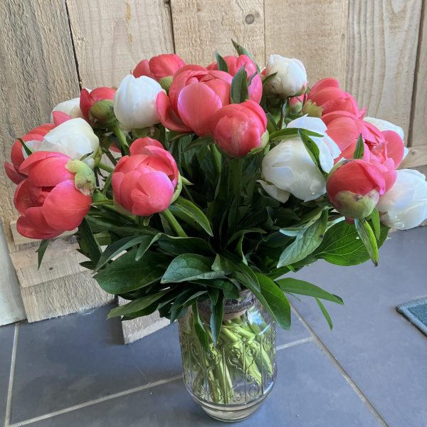Nos Belles Pivoines