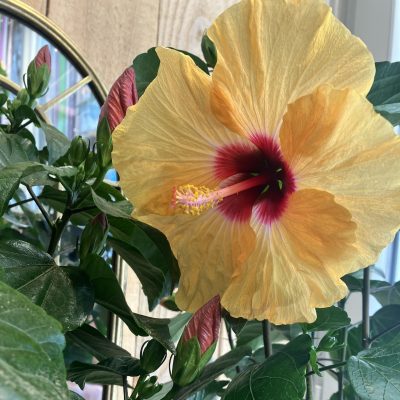 Hibiscus