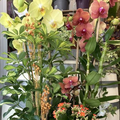 Composition d’orchidées
