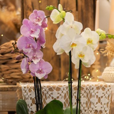 L’orchidée du Fleuriste