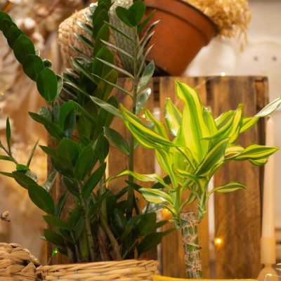 La plante verte du Fleuriste