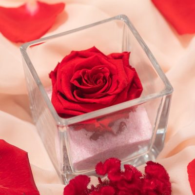 Rose éternelle